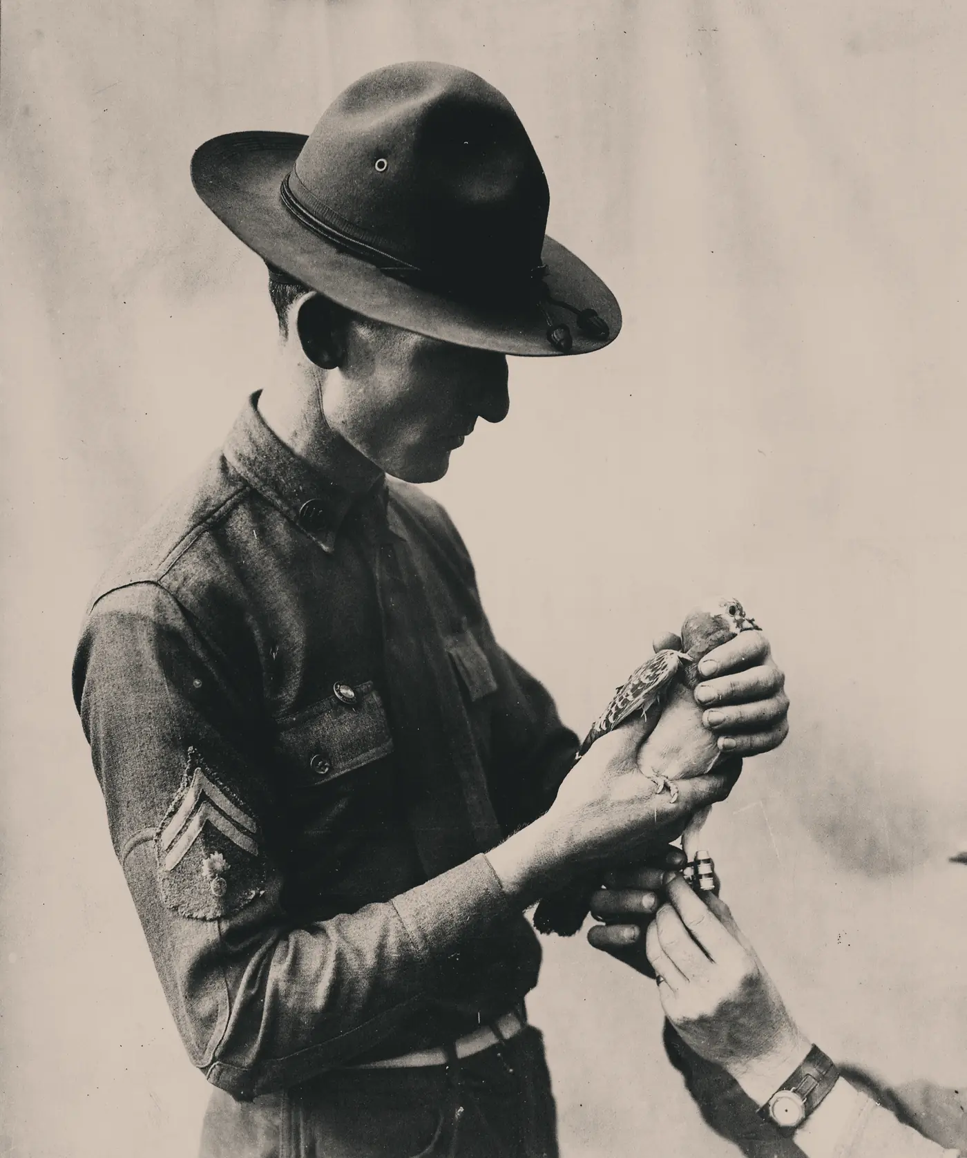 A U.S. Army Signal Corps soldier holds a carrier pigeon while a message is attached to its leg, around 1917 to 1918